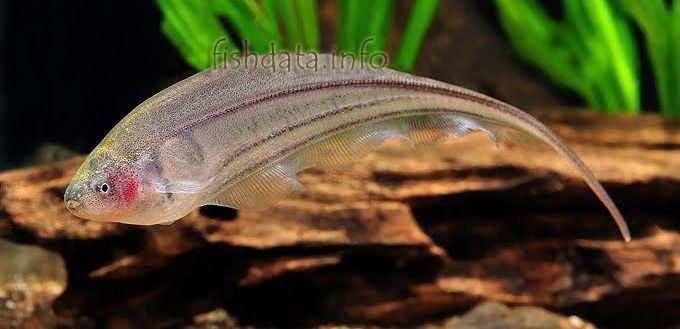 Eigenmannia virescens Glass Knifefish Eigenmannia virescens 10 15cm Aquaticsukcouk