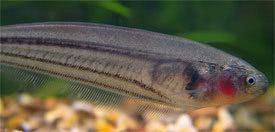 Eigenmannia virescens Eigenmannia virescens Glass Knife Fish Green Knifefish Tropical