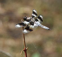 Eight-spotted skimmer httpsuploadwikimediaorgwikipediacommonsthu