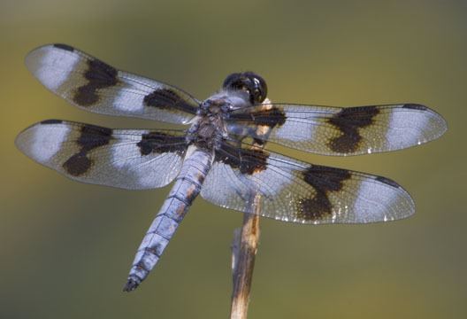 Eight Spotted Skimmer - Alchetron, The Free Social Encyclopedia