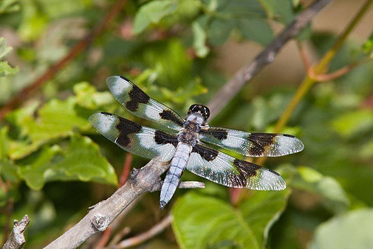 Eight-spotted skimmer Eightspotted Skimmer Libellula forensis