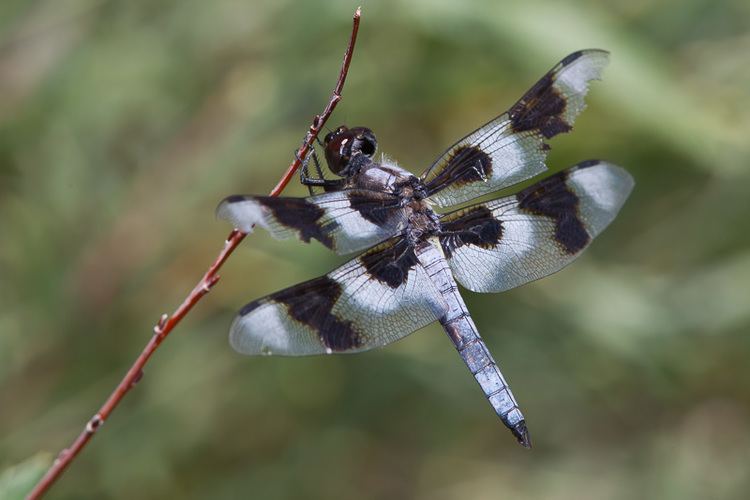 Eight-spotted skimmer Eightspotted Skimmer Libellula forensis