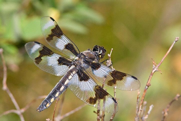 Eight-spotted skimmer Eightspotted Skimmer Libellula forensis