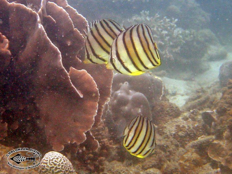 Eightband butterflyfish 8 banded Butterflyfish Chaetodon octofasciatus Chaloklum Diving