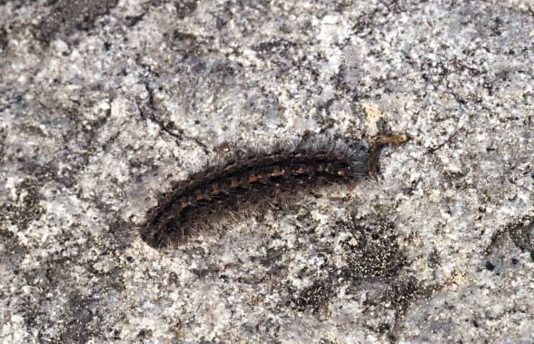 Eilema caniola European Lepidoptera and their ecology Eilema caniola