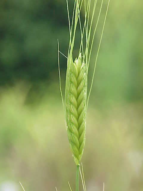 Einkorn wheat Einkorn wheat Wikipedia