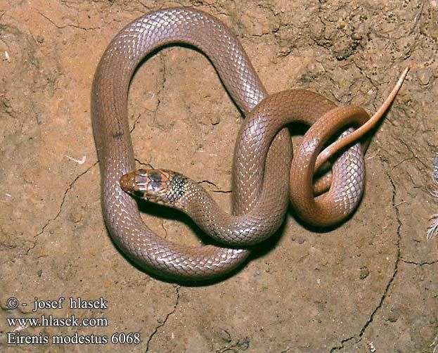 Eirenis modestus Eirenis modestus KopfbindenZwergnatter Dwarf Snake uovka drobn