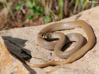 Eirenis modestus Uysal Ylan Anatolian Dwarf Racer Eirenis modestus AdaMerOs