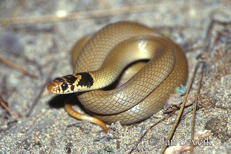 Eirenis modestus Eirenis modestus Ringheaded dwarf snake Coronella modesta
