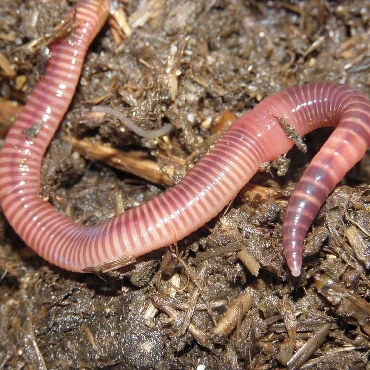 Eisenia fetida Redworms Eisenia Foetida 1 lb Approx 800 1200 Worms
