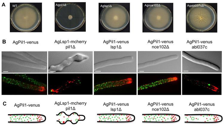 Eisosome Formation and stability of eisosomes in the filamentous fungus