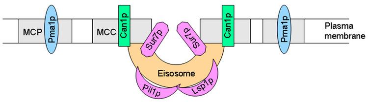 Eisosome Frontiers Lipid raft involvement in yeast cell growth and death
