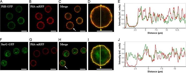 Eisosome Eisosome Organization in the Filamentous AscomyceteAspergillus nidulans