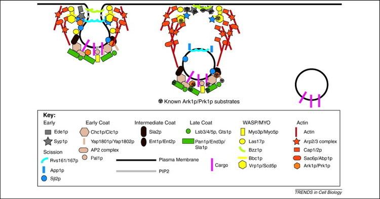 Eisosome Clathrinmediated endocytosis in budding yeast Trends in Cell Biology