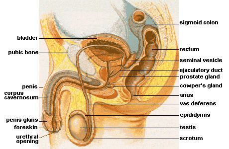 Ejaculatory duct