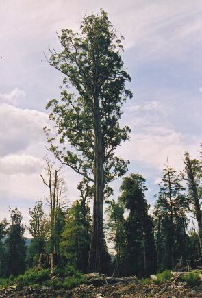 El Grande (tree)