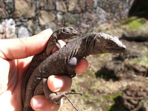 El Hierro giant lizard El Hierro Giant Lizard Animal Wildlife