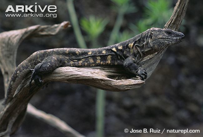 El Hierro giant lizard Hierro giant lizard photo Gallotia simonyi G122446 ARKive