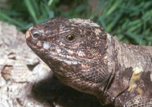 El Hierro giant lizard El Hierro Giant Lizard