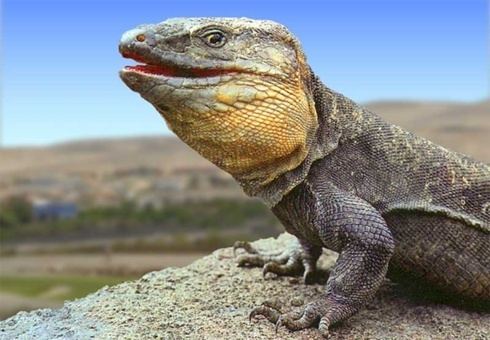 El Hierro giant lizard El Hierro Giant Lizard Animal Wildlife