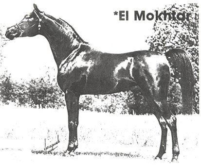 El Mokhtar elmokhtarjpg