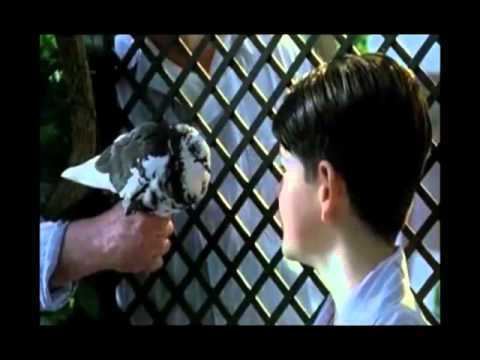 In the movie scene of El Palomo cojo, Miguel Ángel Muñoz is happy looking at a black and white pigeon held by a person (left) at the back is a trellis, has brown hair wearing a striped top.