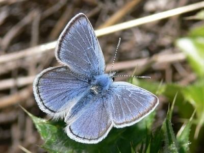 El Segundo blue Interesting Facts About the Eight Endangered Species of Butterflies