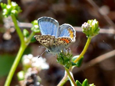 El Segundo blue El Segundo Blue Butterflies Dazzle Ballona Wetlands Visitors CURes