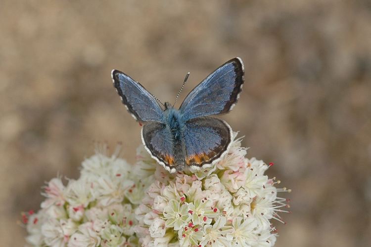 El Segundo blue Euphilotes battoides allyni El Segundo Blue