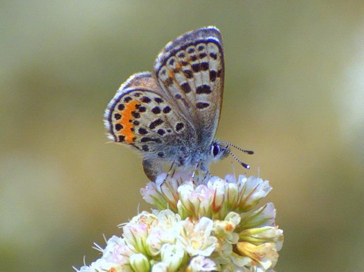 El Segundo blue Endangered Species El Segundo Blue Butterfly ThingLink