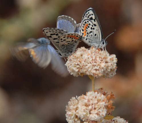 El Segundo blue Endangered Species Program News Bulletins Spring 2009