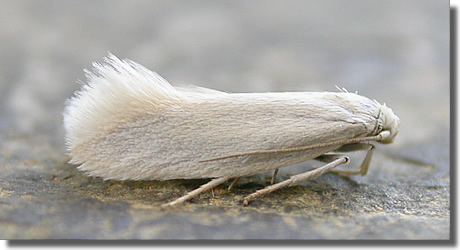 Elachista Hants Moths 38004 Elachista argentella