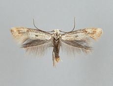 Elachista albidella httpsuploadwikimediaorgwikipediacommonsthu