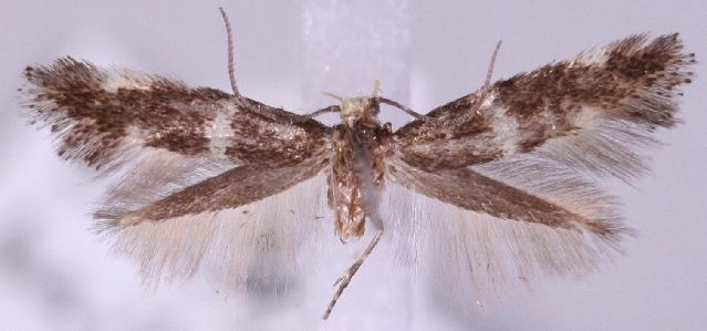 Elachista baikalica