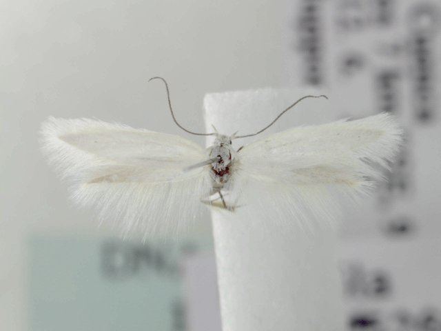 Elachista bazaensis