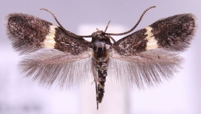 Elachista chrysodesmella