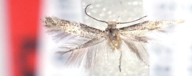 Elachista litharga