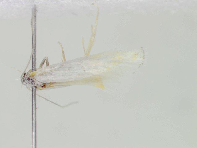 Elachista nevadensis