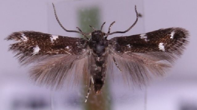 Elachista ornithopodella