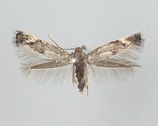 Elachista serricornis httpsuploadwikimediaorgwikipediacommonsthu
