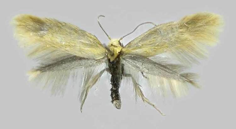 Elachista subalbidella