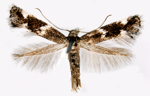 Elachistidae Elachista pomerana Insecta Lepidoptera Elachistidae