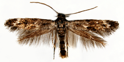 Elachistidae Elachista poae Insecta Lepidoptera Elachistidae