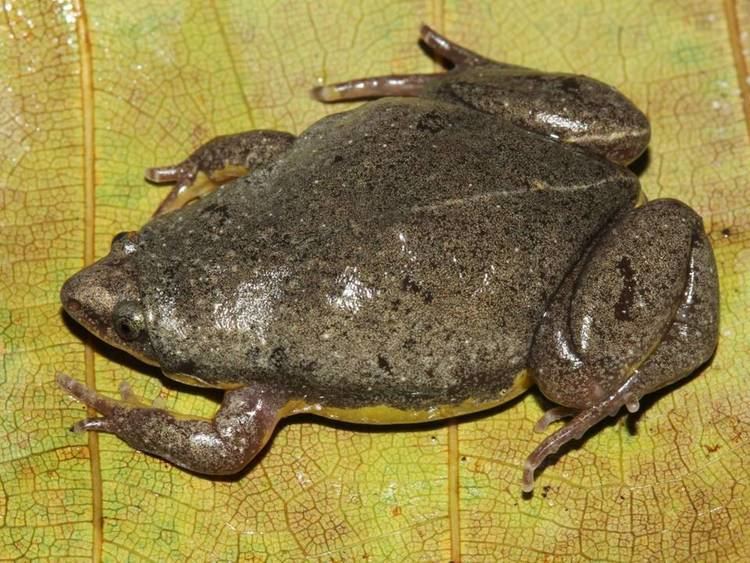 Elachistocleis MATO GROSSO OVAL FROG Elachistocleis matogrosso FAUNA PARAGUAY