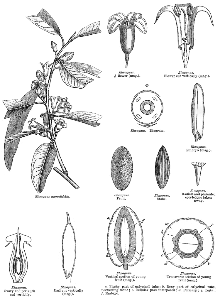 Elaeagnaceae deltaintkeycomangioimageselaea660gif