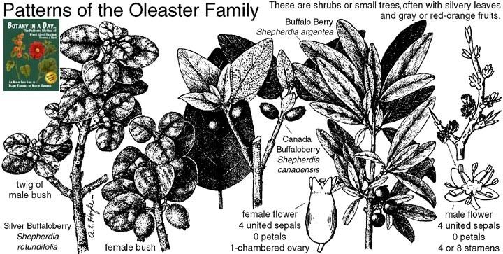 Elaeagnaceae Elaeagnaceae Oleaster Family Identify plants flowers shrubs and