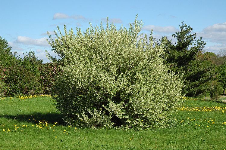 Elaeagnus commutata Wolf Willow Elaeagnus commutata in Strathmore Calgary Drumheller