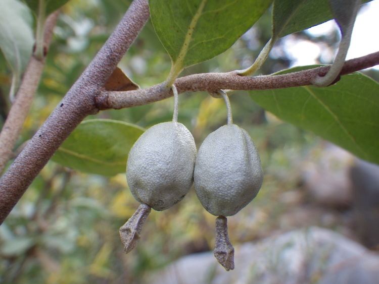 Elaeagnus commutata httpsuploadwikimediaorgwikipediacommons33