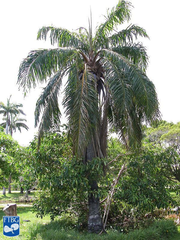 Elaeis Elaeis guineensis Identifying Commonly Cultivated Palms