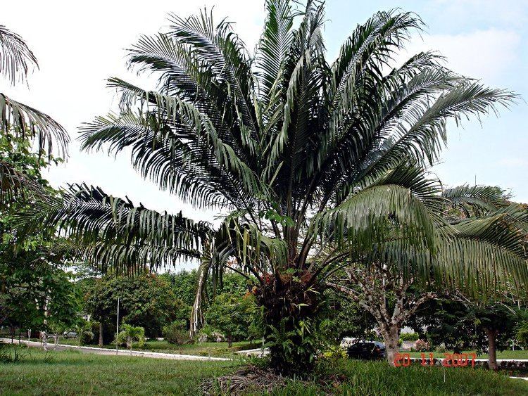Elaeis Elaeis oleifera American oil palm Corozo oleifera